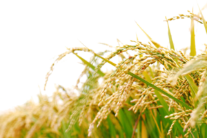 Anhconggiao.com - Ảnh cánh đồng lúa