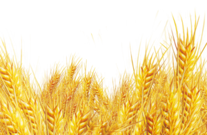 Anhconggiao.com - Lúa mì